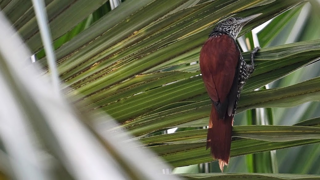 Point-tailed Palmcreeper - ML622419885