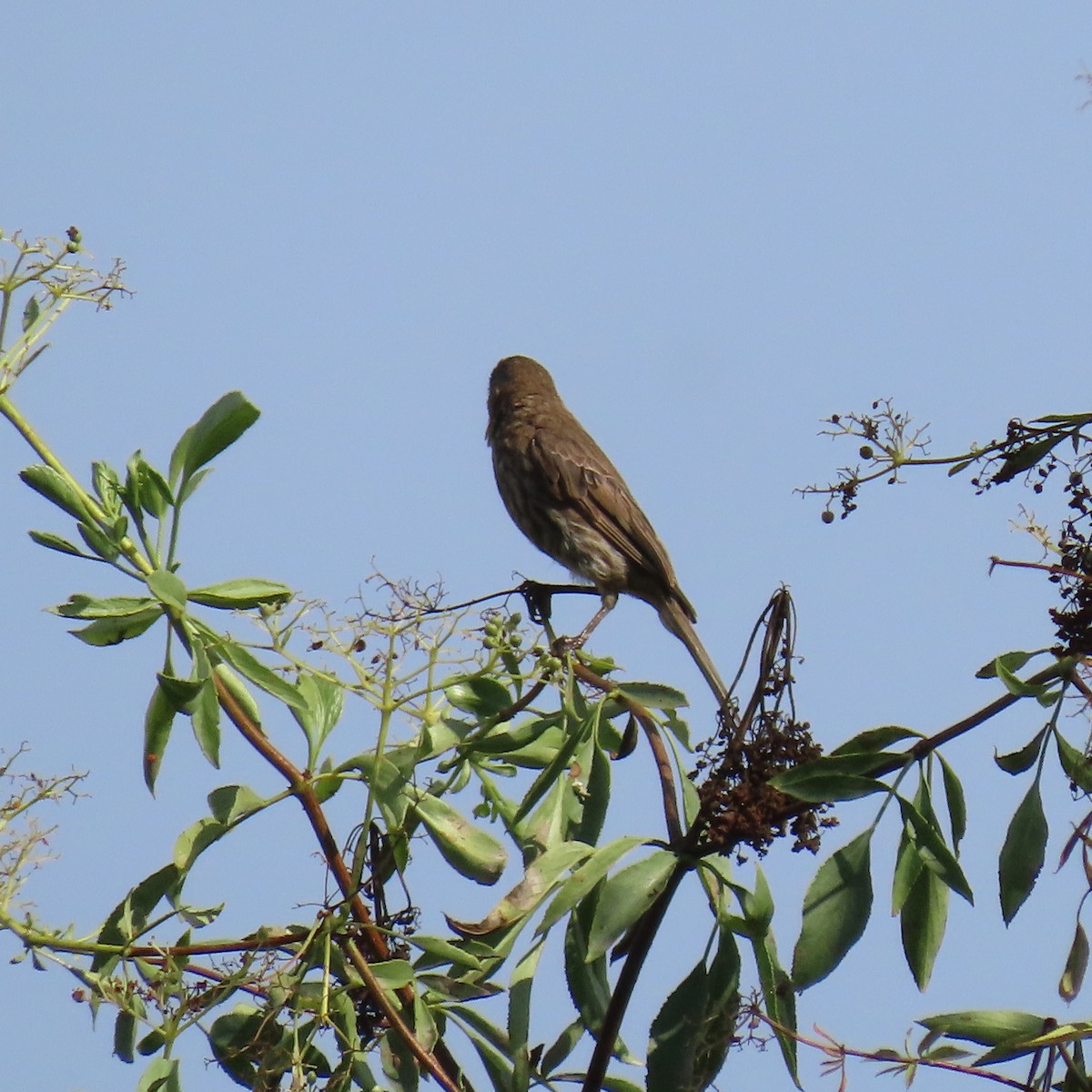 House Finch - ML622419908