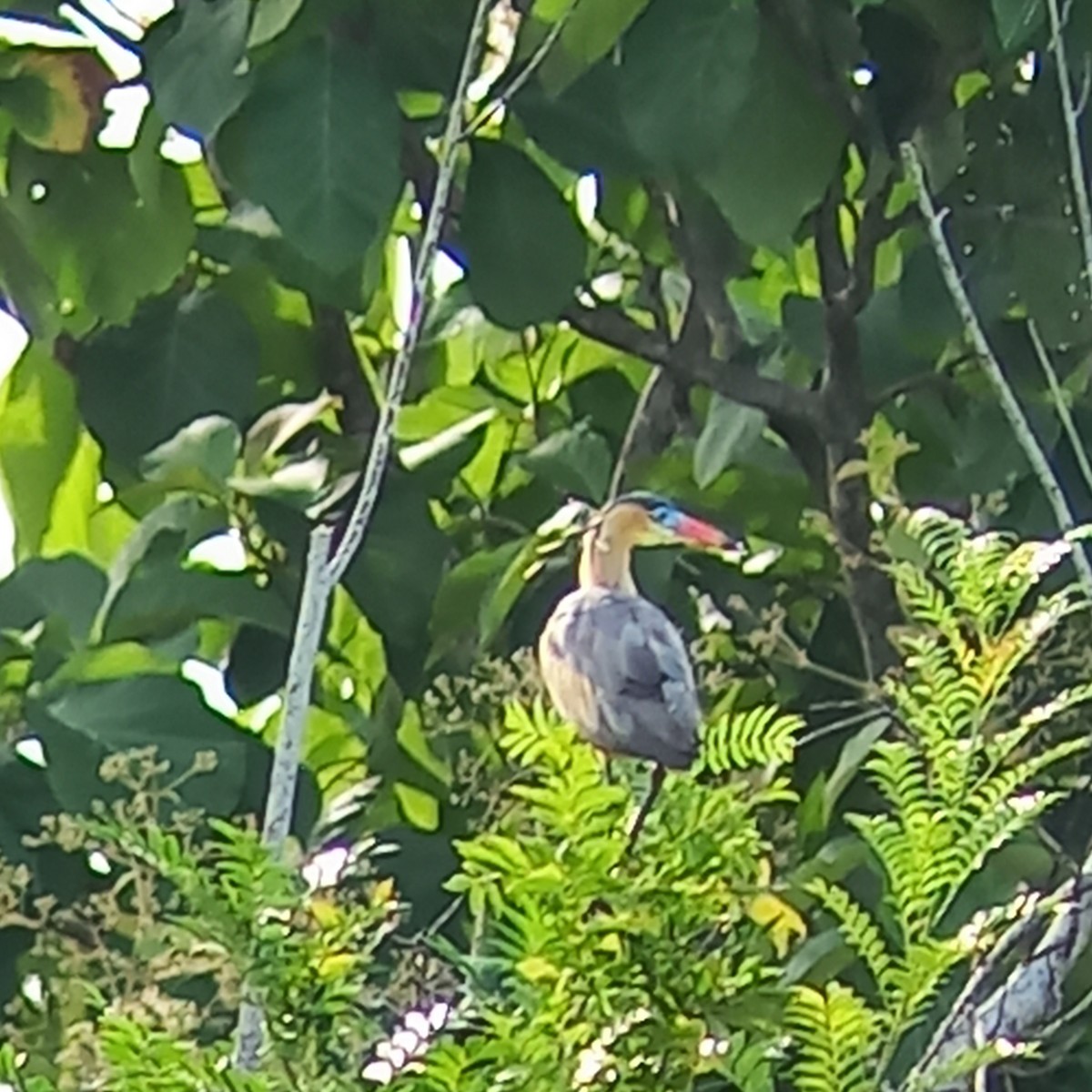 Whistling Heron - ML622419927