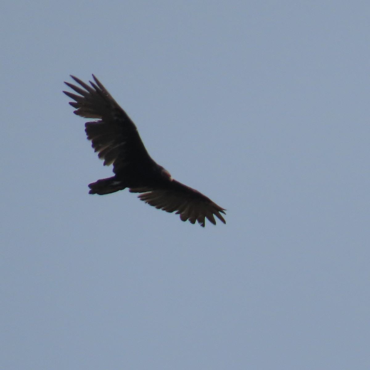 Turkey Vulture - ML622419940