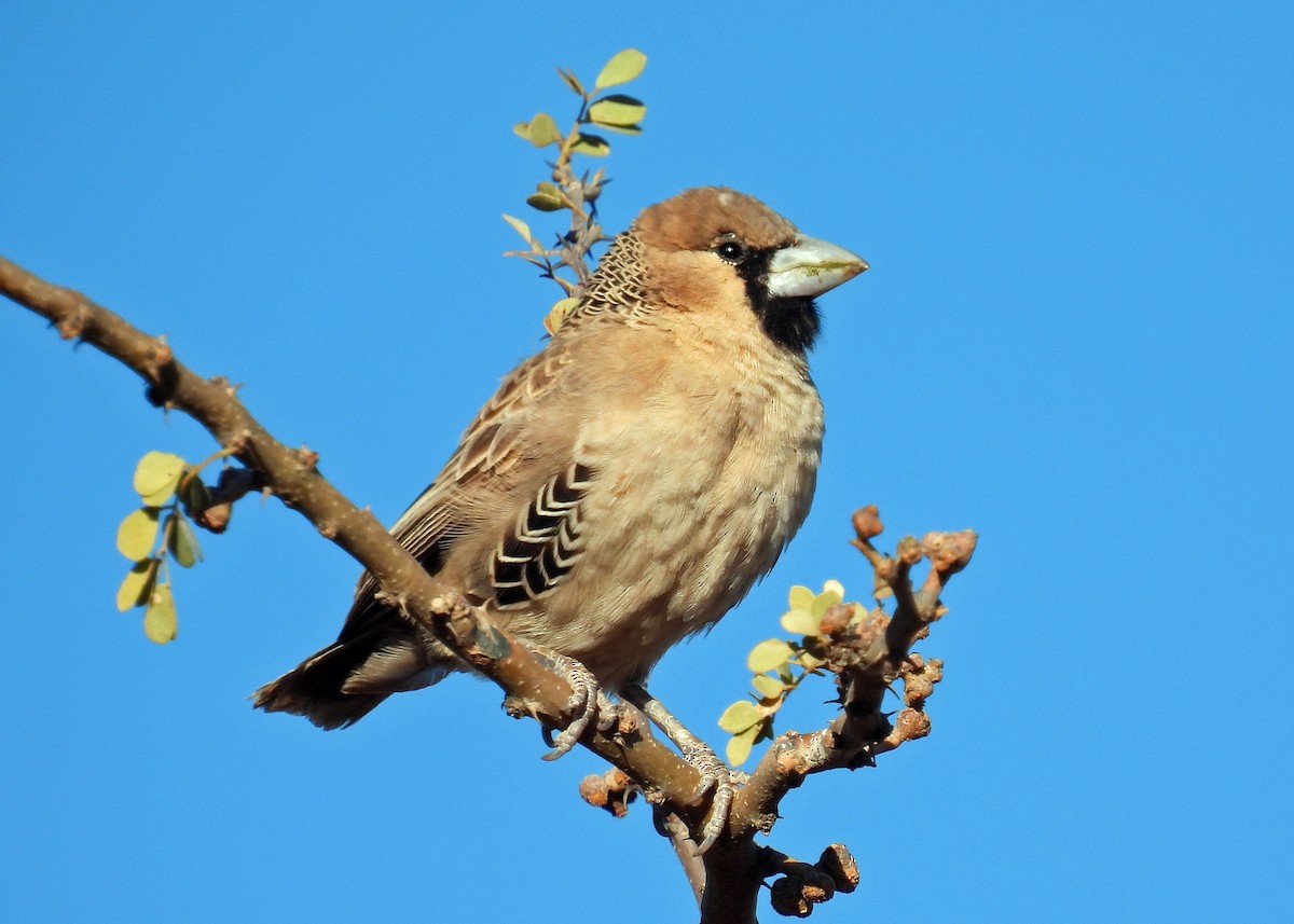 Sociable Weaver - ML622419951