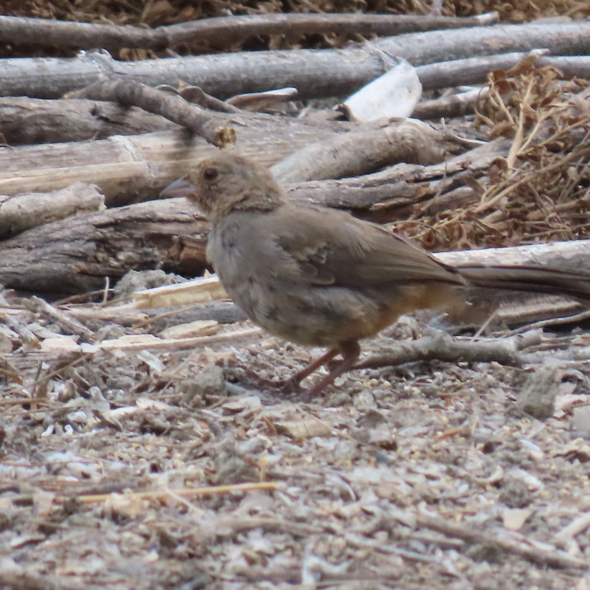 California Towhee - ML622419964