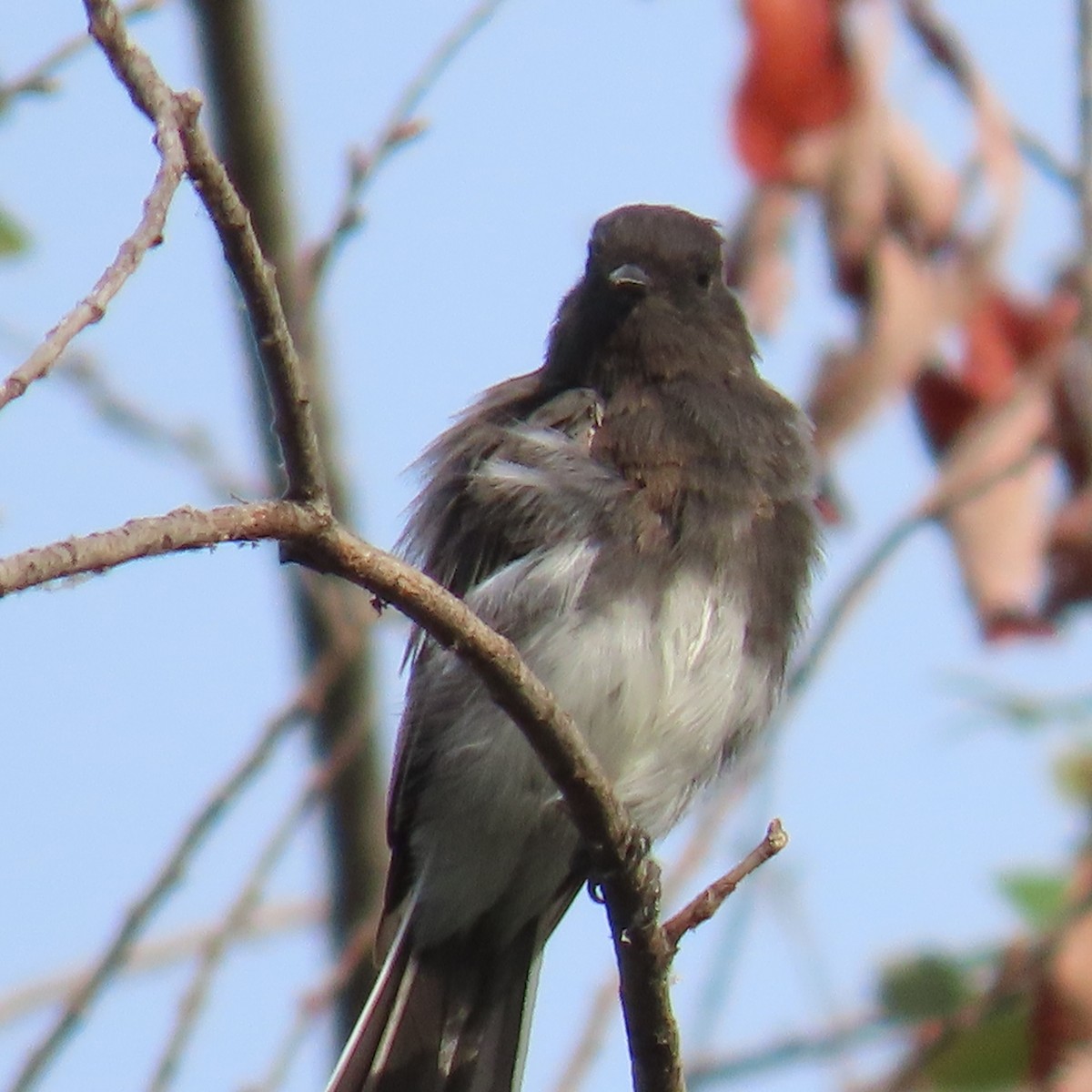 Black Phoebe - ML622419978