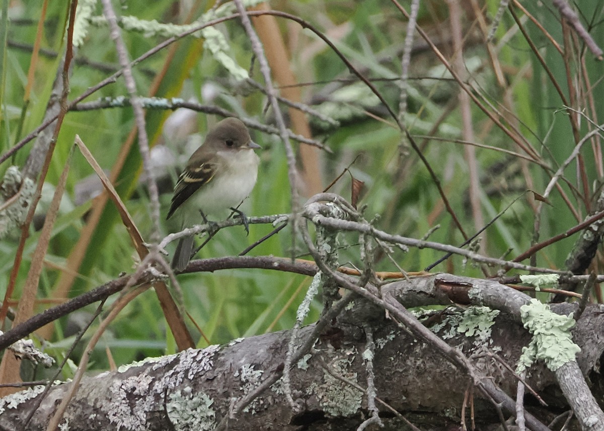 Alder/Willow Flycatcher (Traill's Flycatcher) - ML622420010