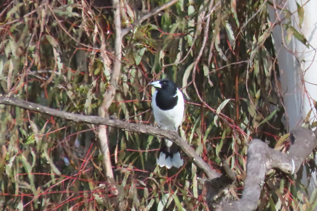 Pied Butcherbird - ML622420028