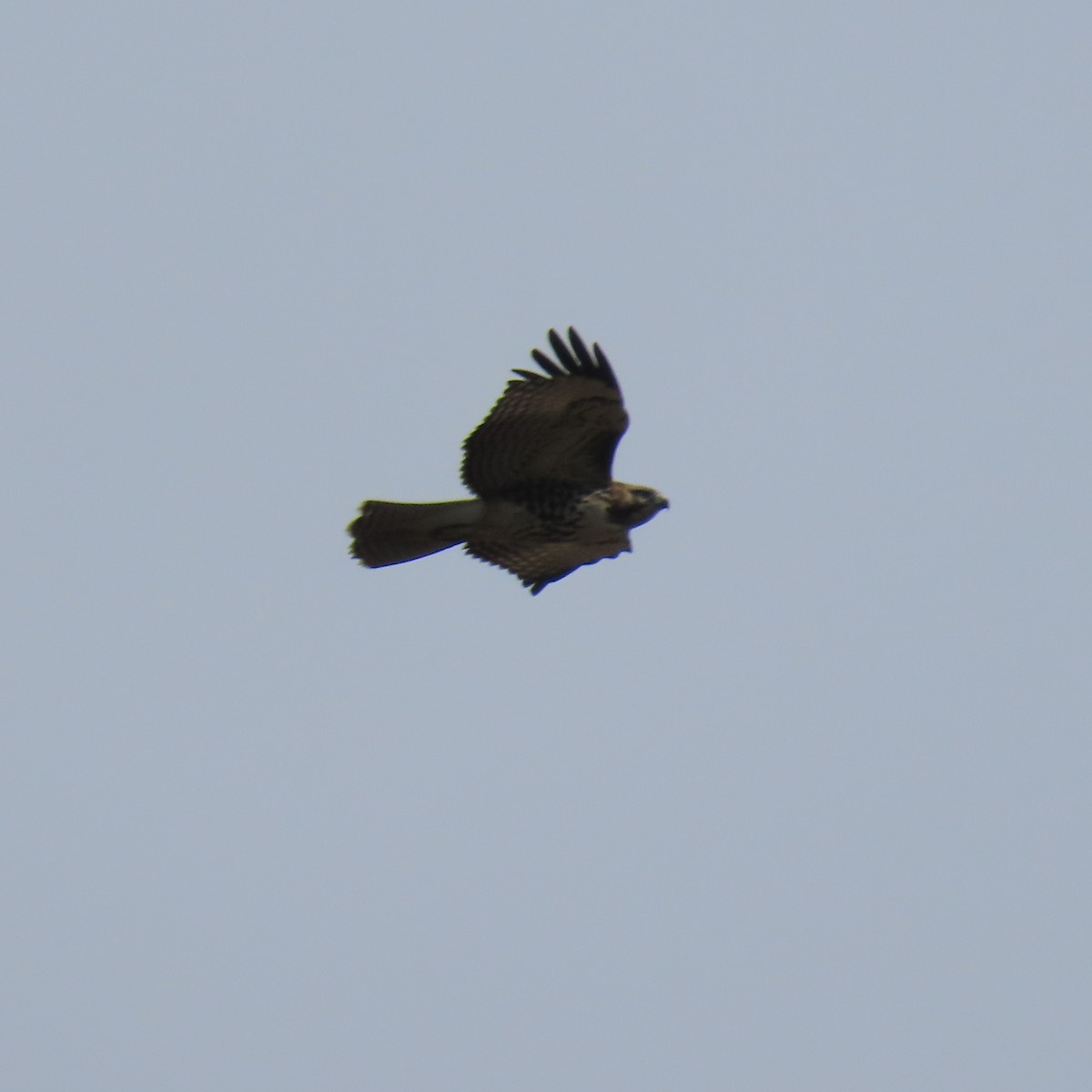 Red-tailed Hawk - ML622420033