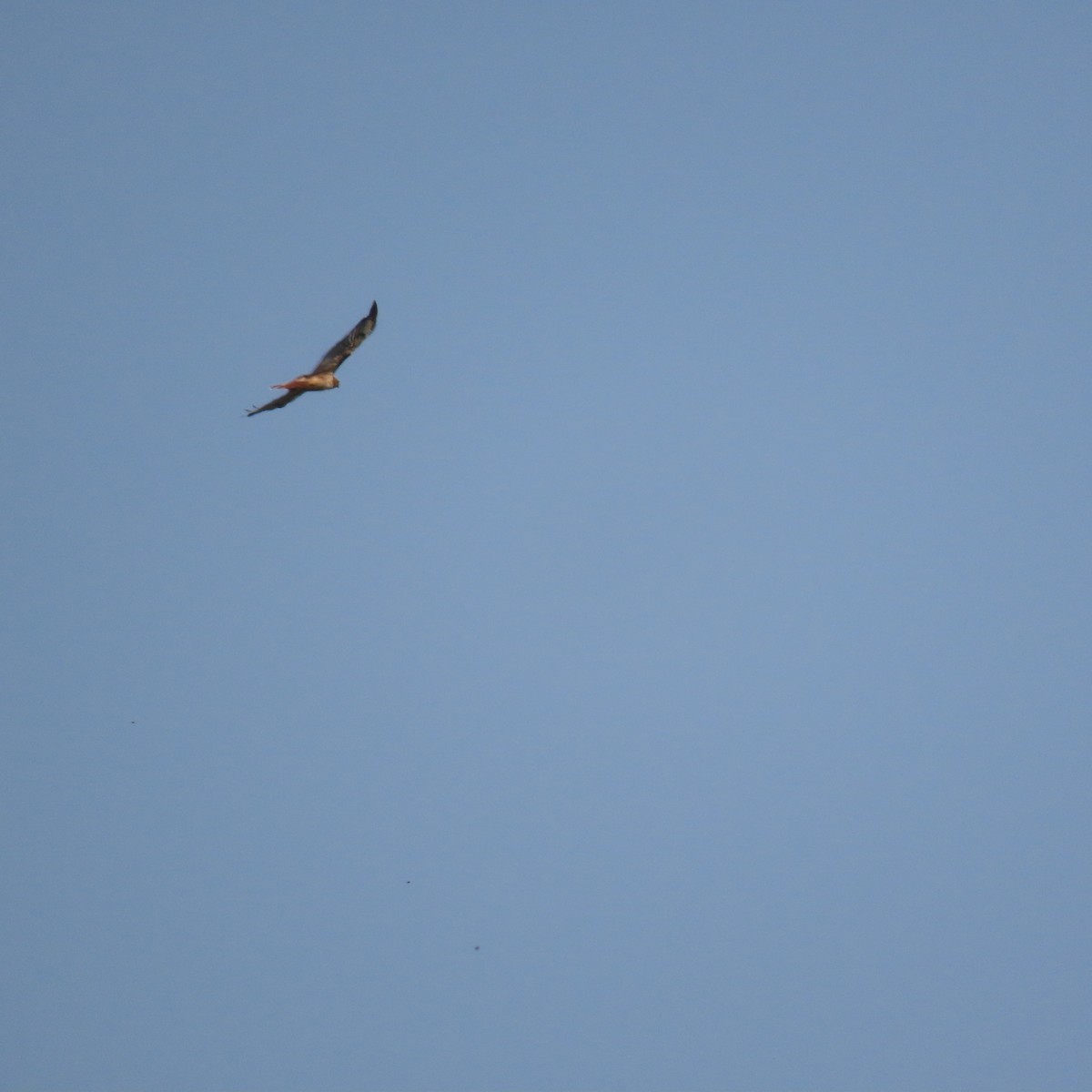 Red-tailed Hawk - ML622420070