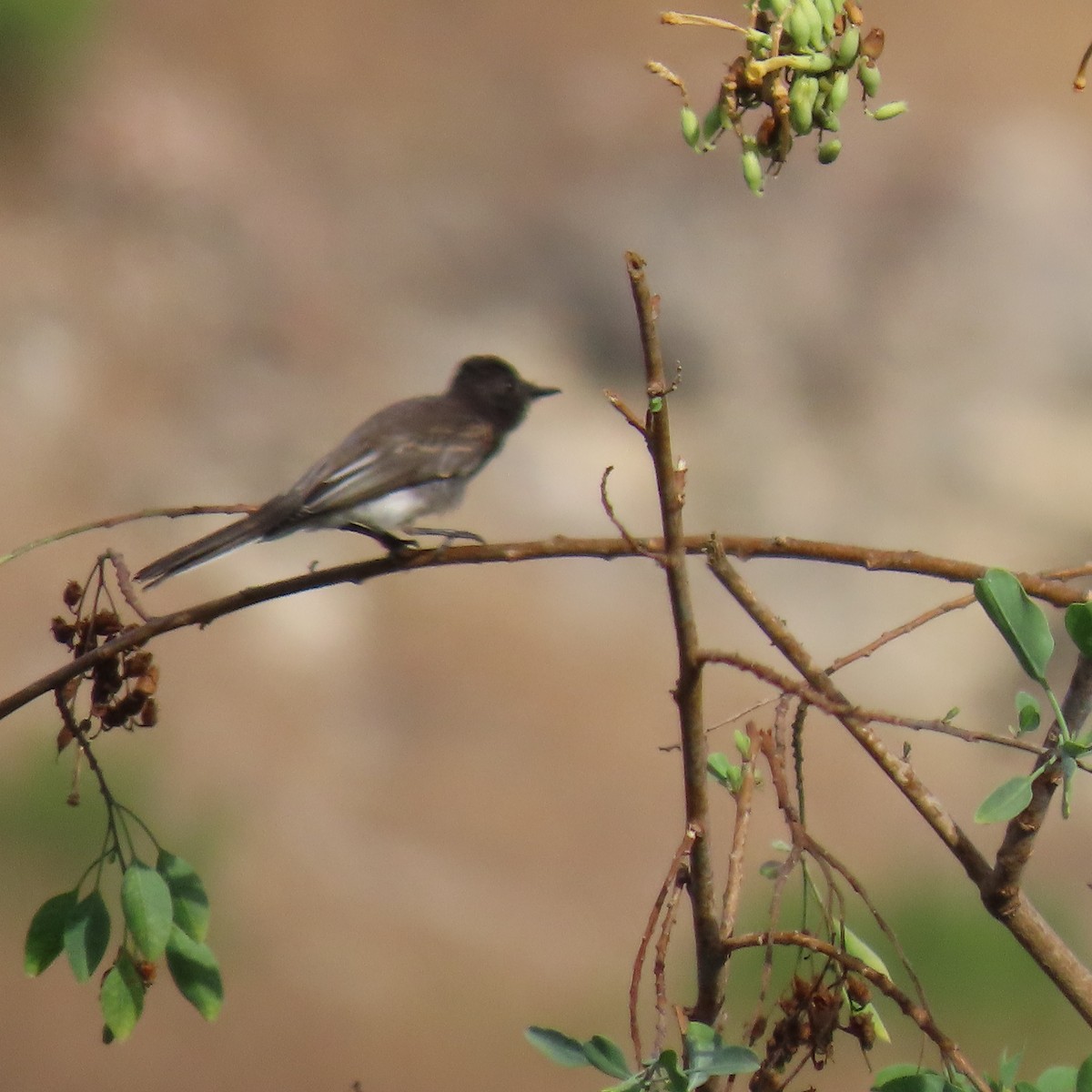 Black Phoebe - ML622420078