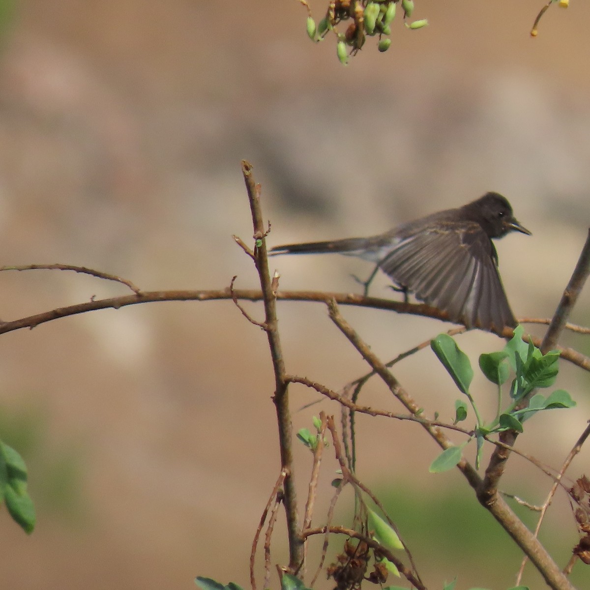 Black Phoebe - ML622420084