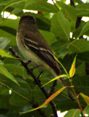 Willow Flycatcher - Andrew Melnick