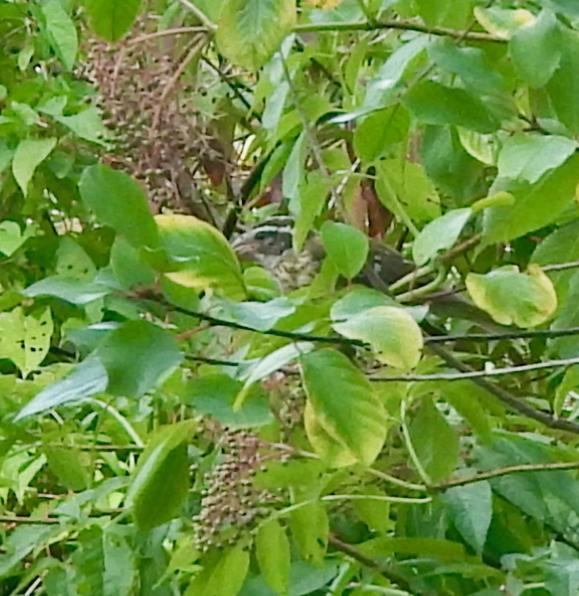 Rose-breasted Grosbeak - ML622420109