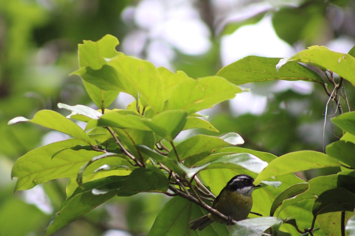 Sooty-capped Chlorospingus - ML622420134