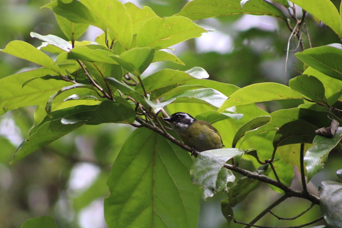 Sooty-capped Chlorospingus - ML622420136