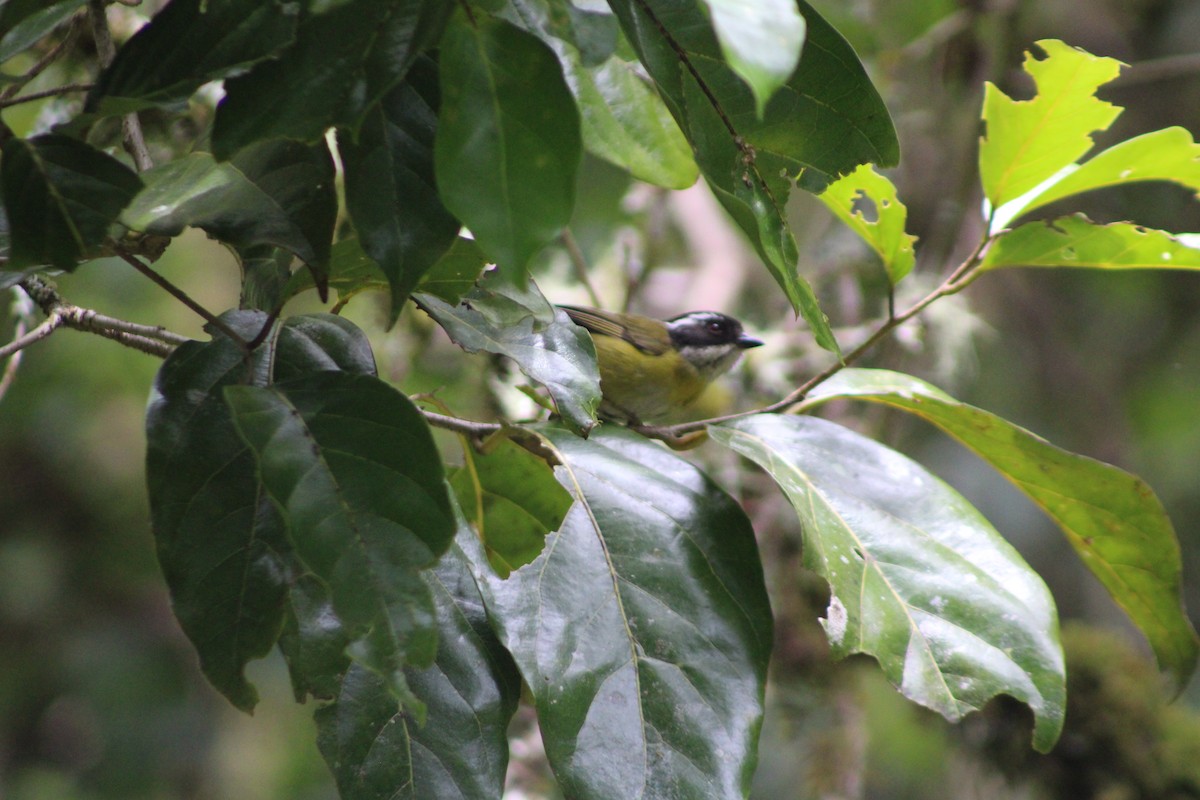 Sooty-capped Chlorospingus - ML622420137