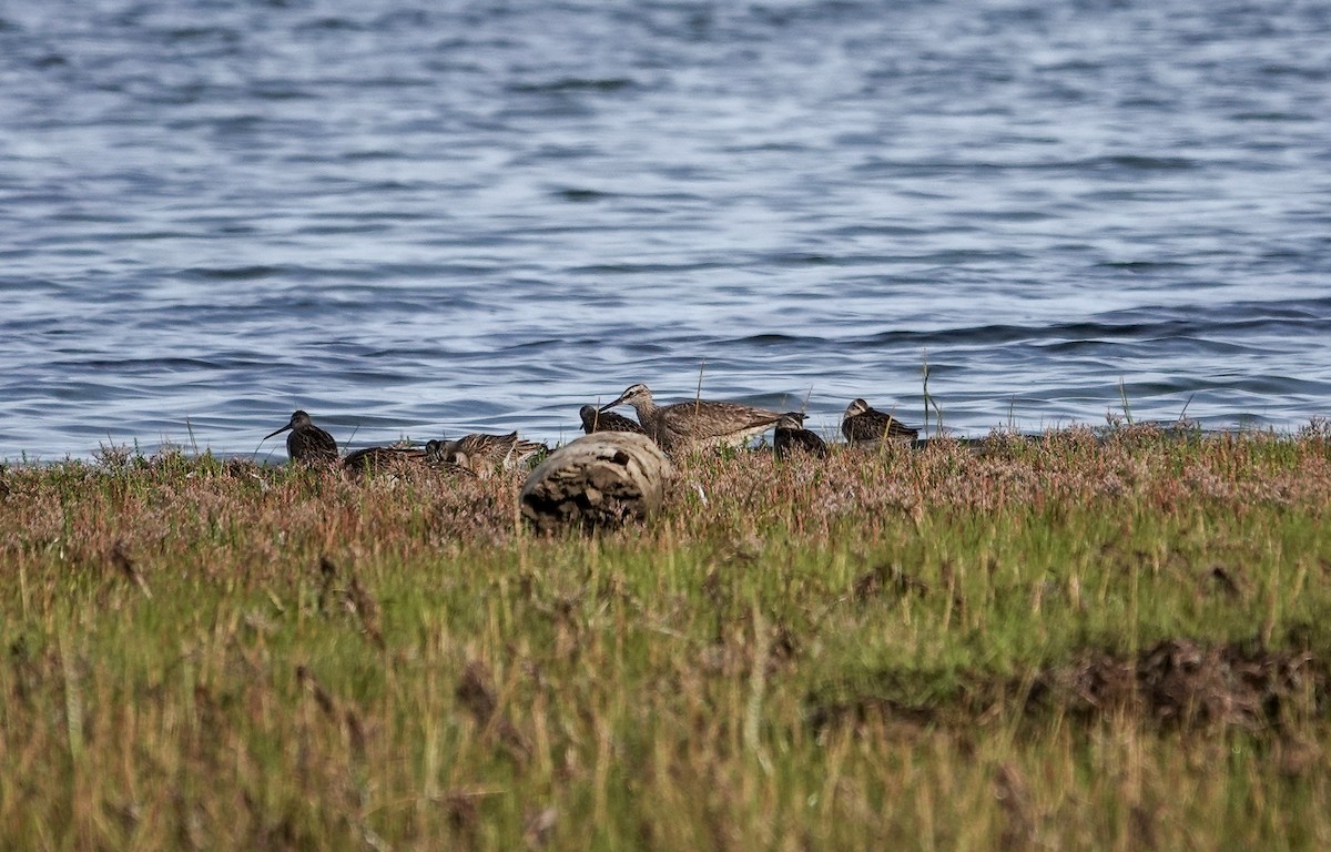 Moorschlammläufer - ML622420143