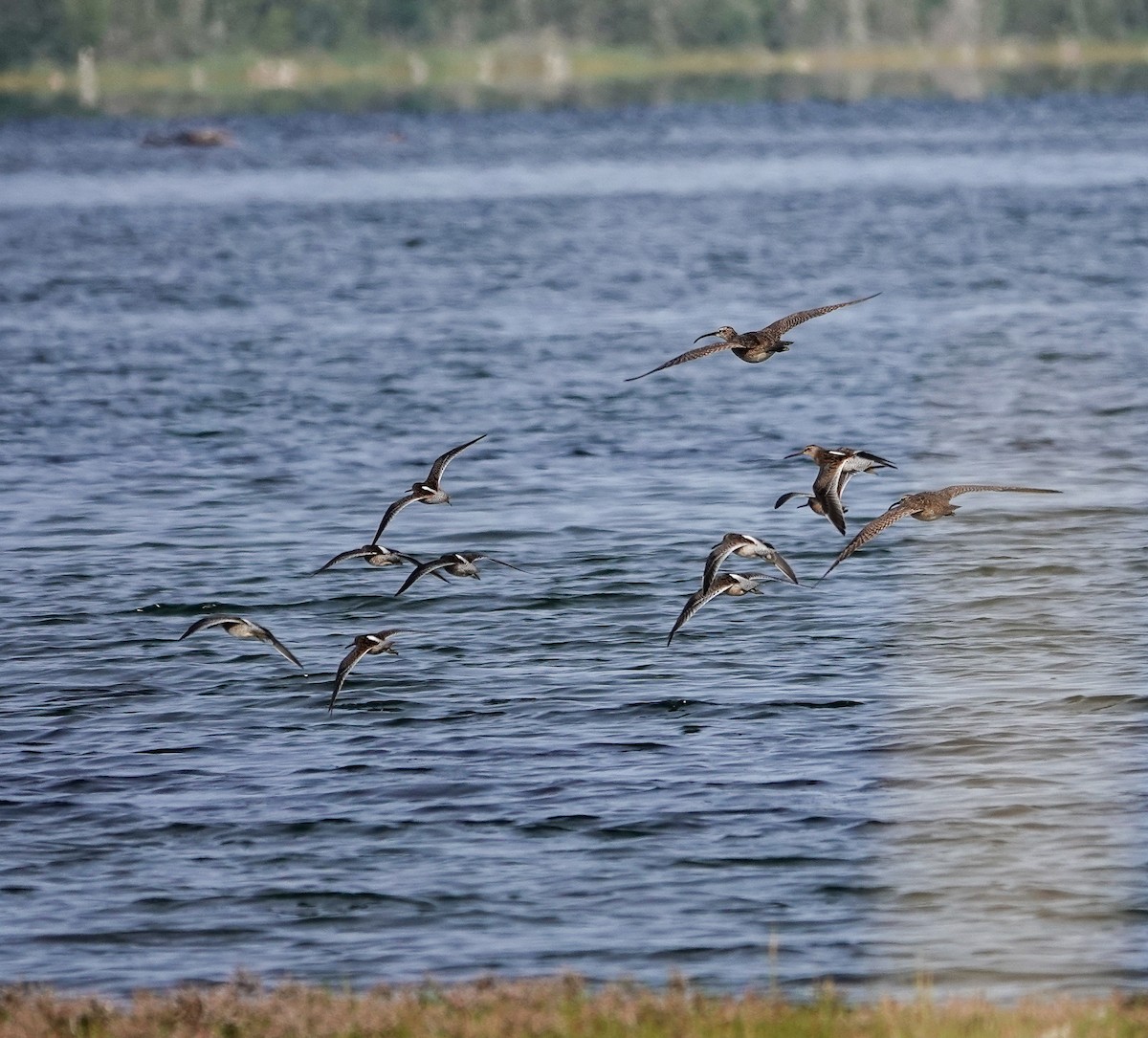 Moorschlammläufer - ML622420150