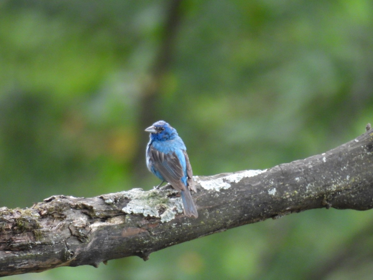 Passerin indigo - ML622420163