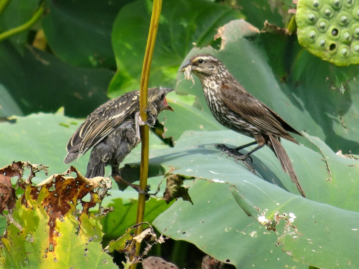 Red-winged Blackbird (Red-winged) - ML622420176