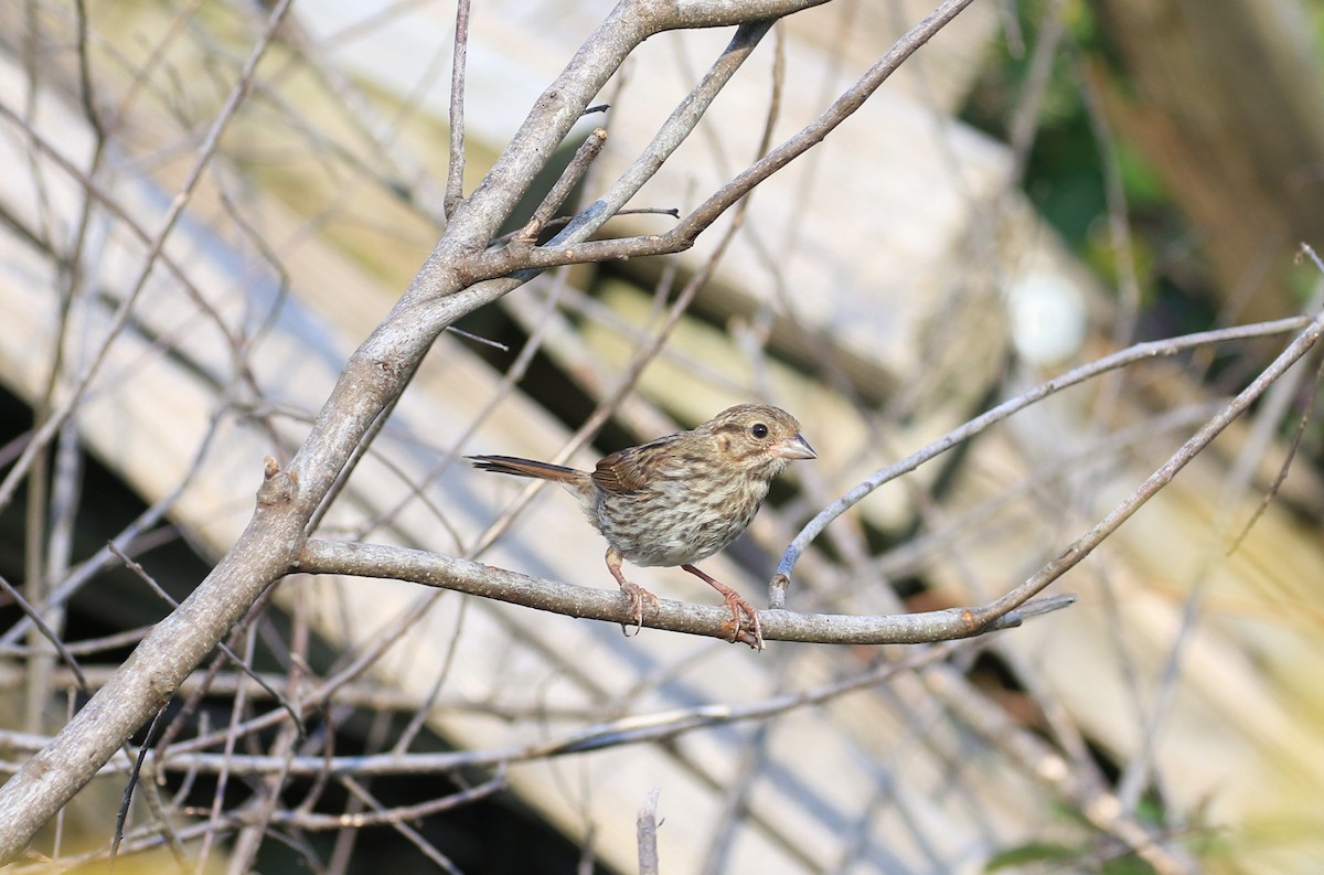 Song Sparrow - ML622420186