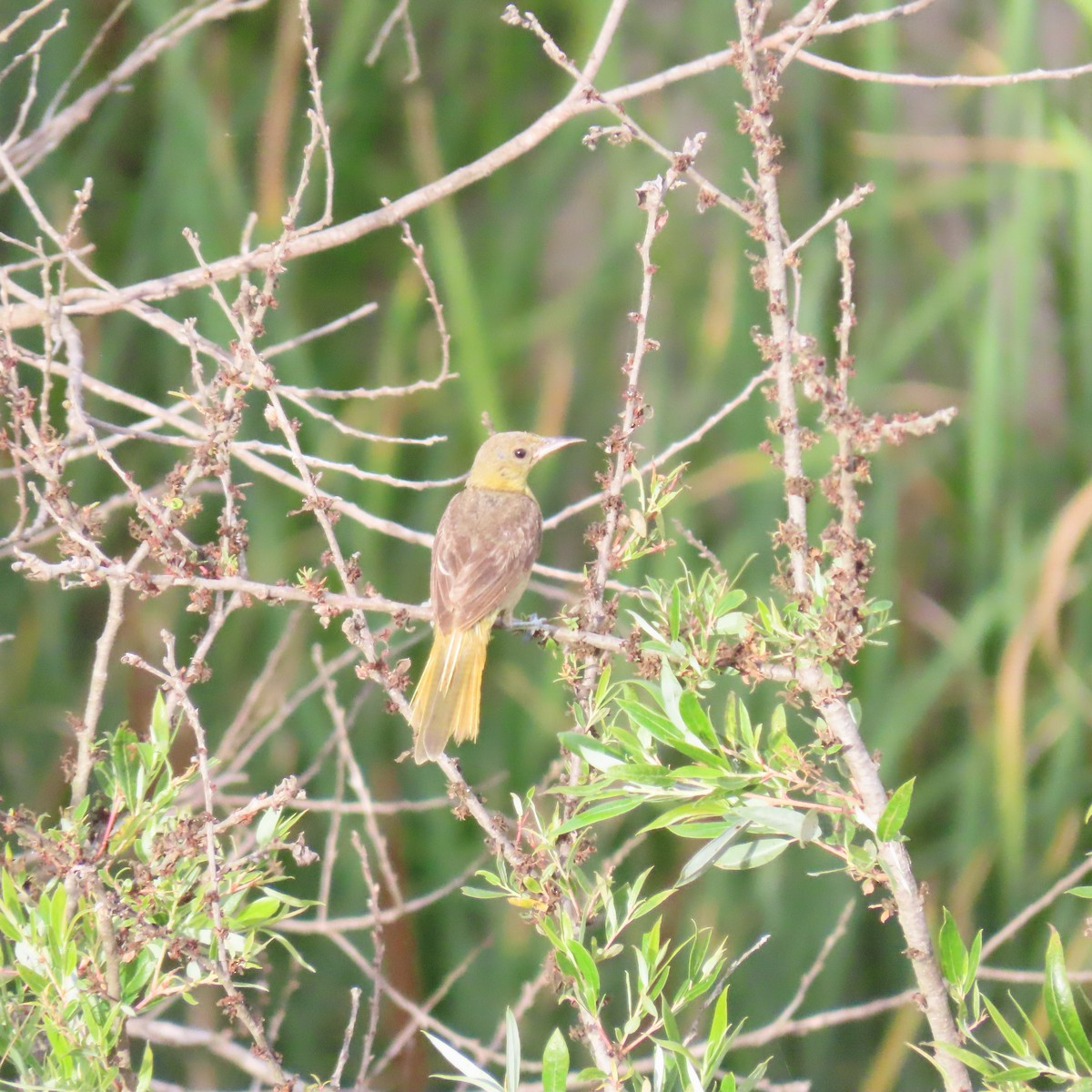 Hooded Oriole - ML622420216