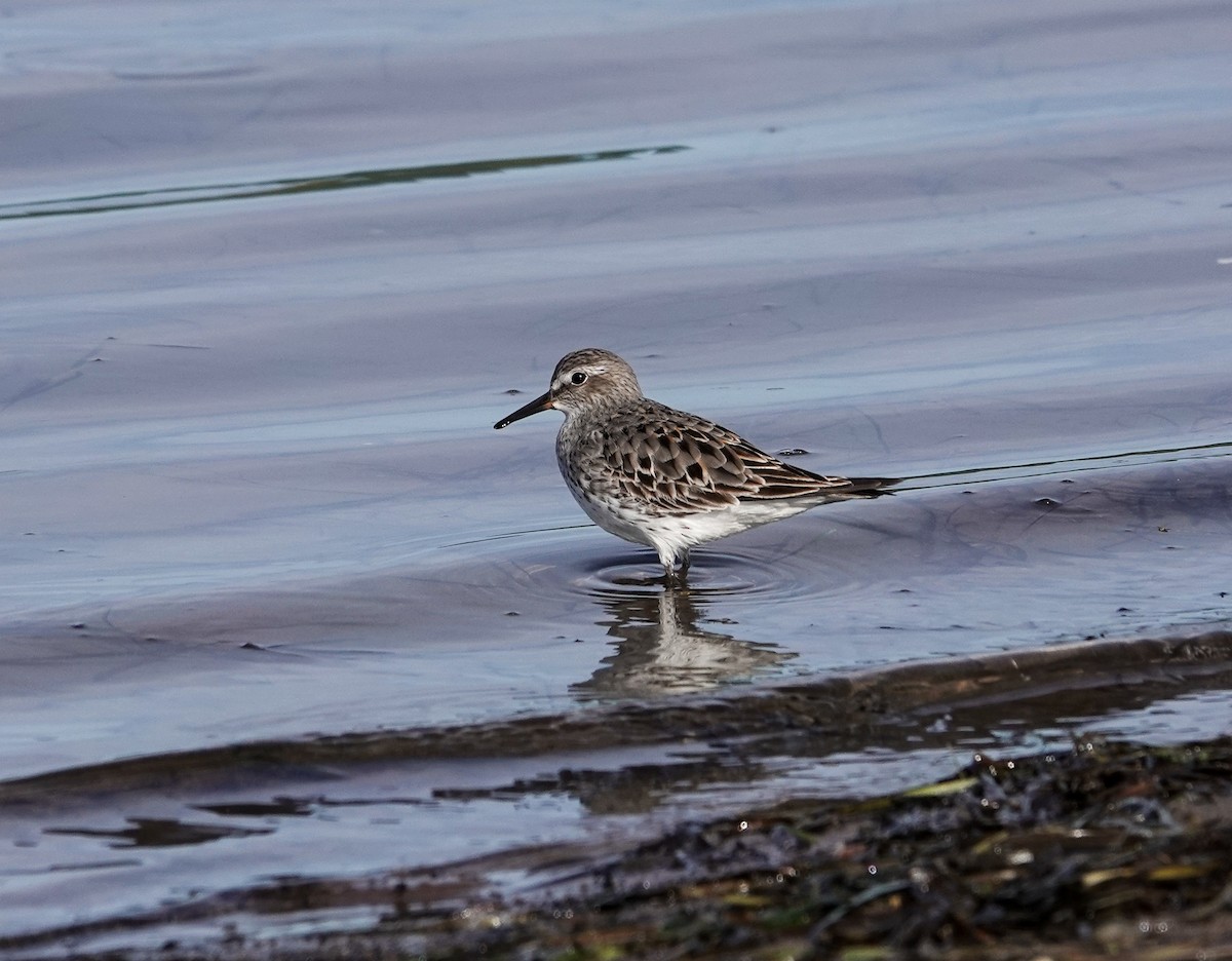 Weißbürzel-Strandläufer - ML622420218