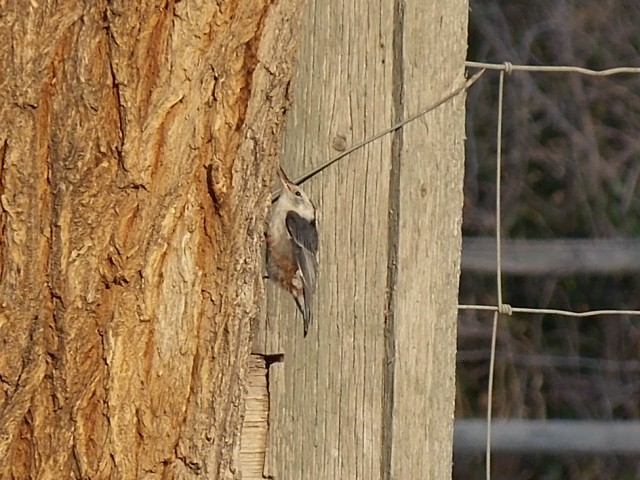 White-breasted Nuthatch (Interior West) - ML622420231