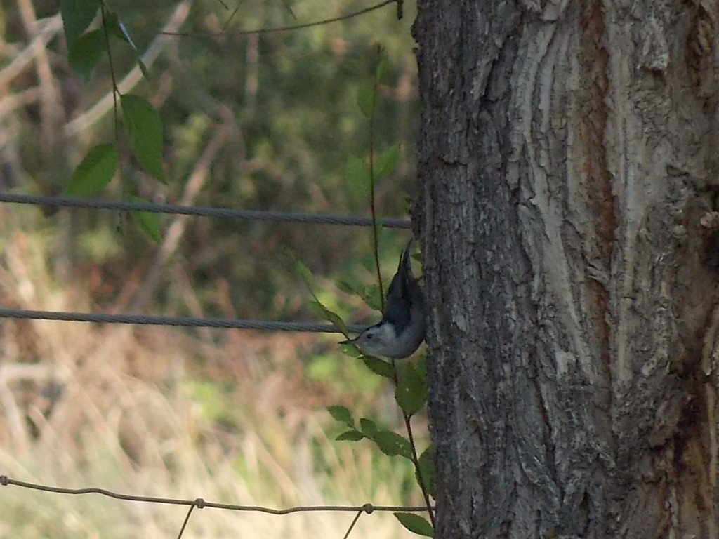 White-breasted Nuthatch (Interior West) - ML622420232