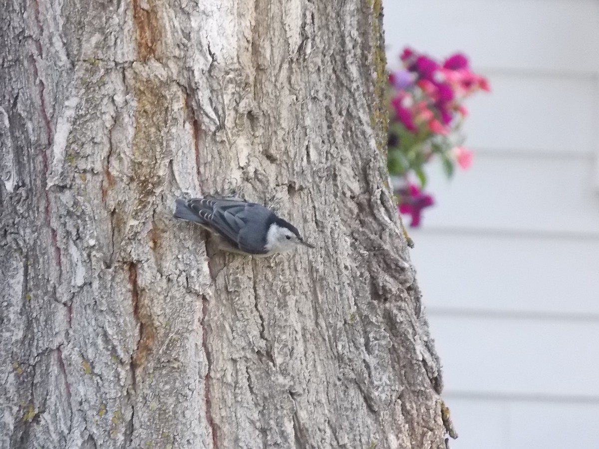 White-breasted Nuthatch (Interior West) - ML622420233