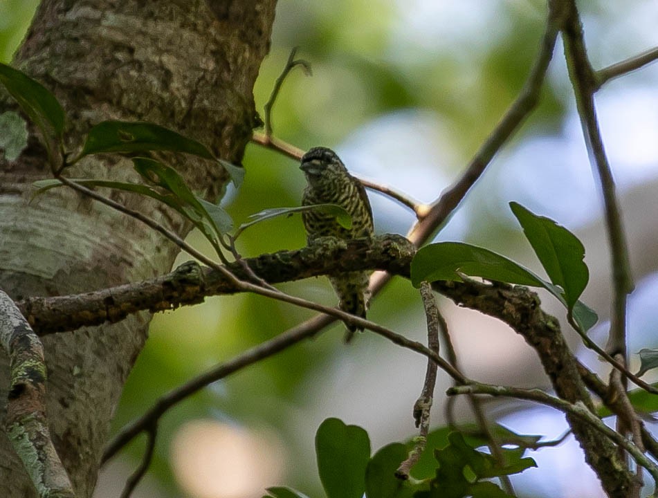 Golden-spangled Piculet - ML622420259