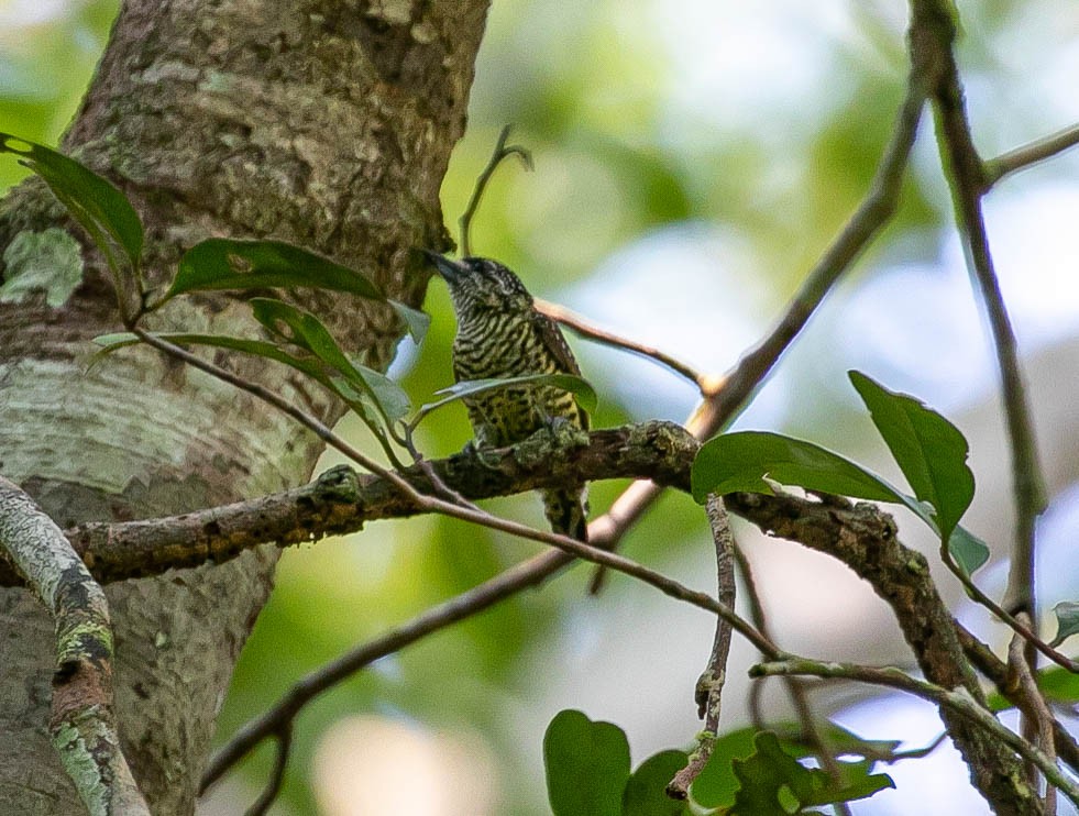 Golden-spangled Piculet - ML622420260