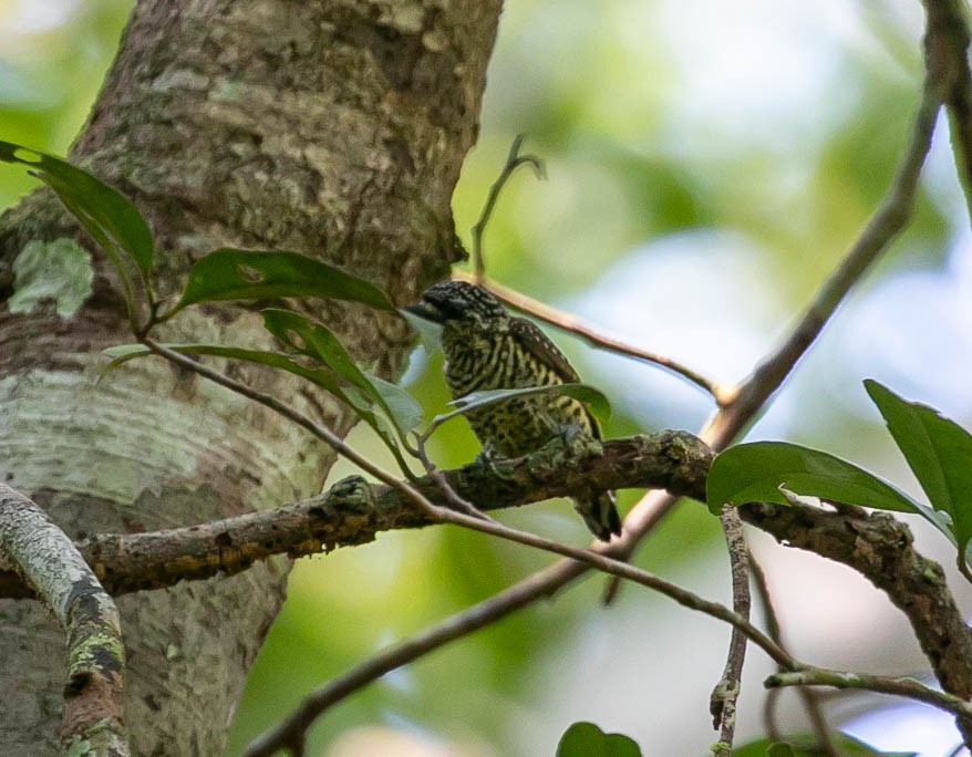 Golden-spangled Piculet - ML622420261