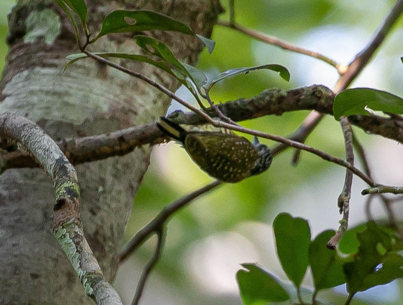 Golden-spangled Piculet - ML622420262