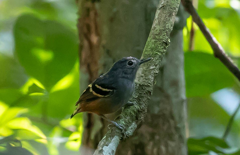 Rufous-bellied Antwren - ML622420277