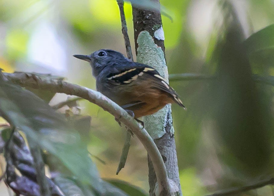 Rufous-bellied Antwren - ML622420278