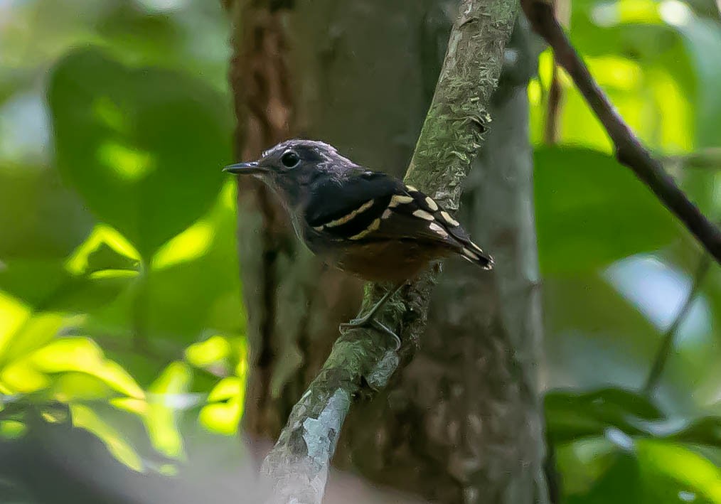 Rufous-bellied Antwren - ML622420279
