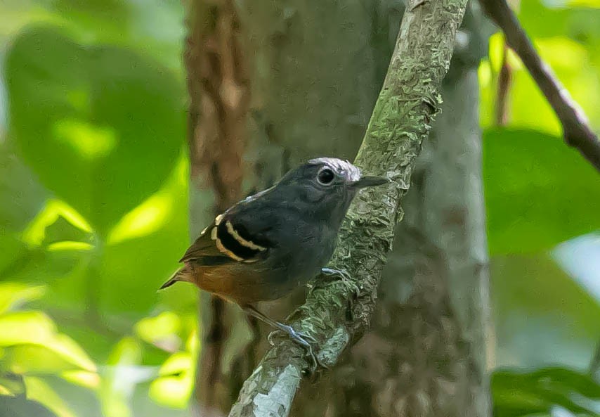 Rufous-bellied Antwren - ML622420280