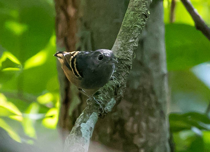 Rufous-bellied Antwren - ML622420281