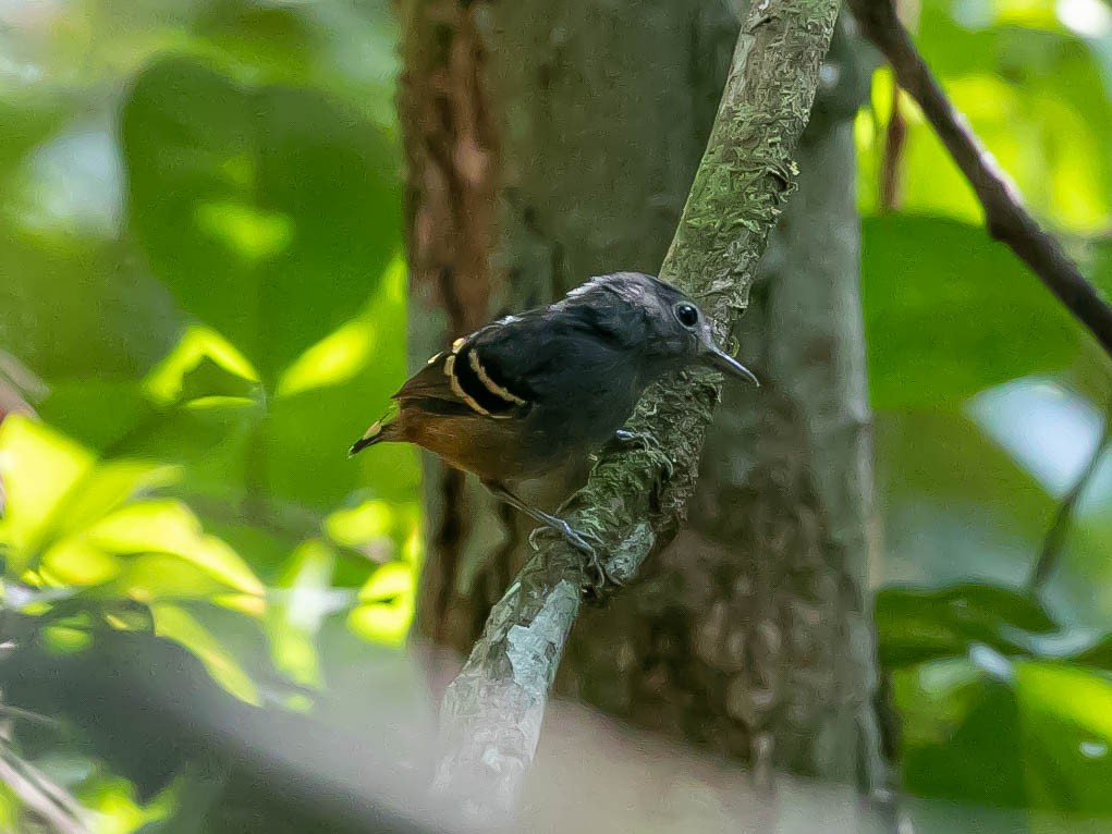 Rufous-bellied Antwren - ML622420282