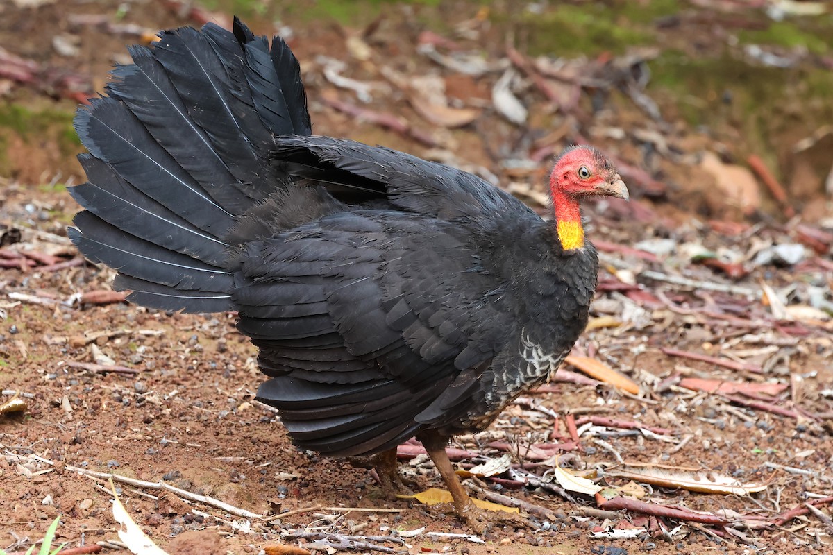 Australian Brushturkey - ML622420292