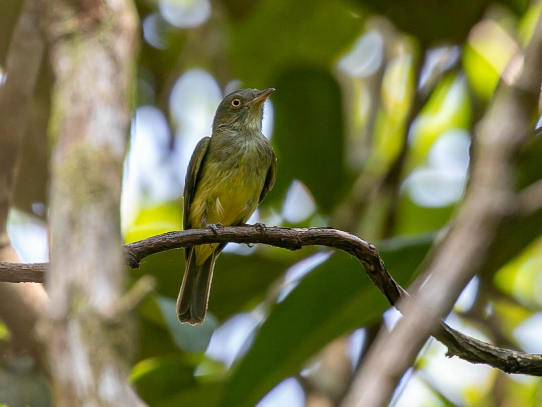 Saffron-crested Tyrant-Manakin - ML622420299