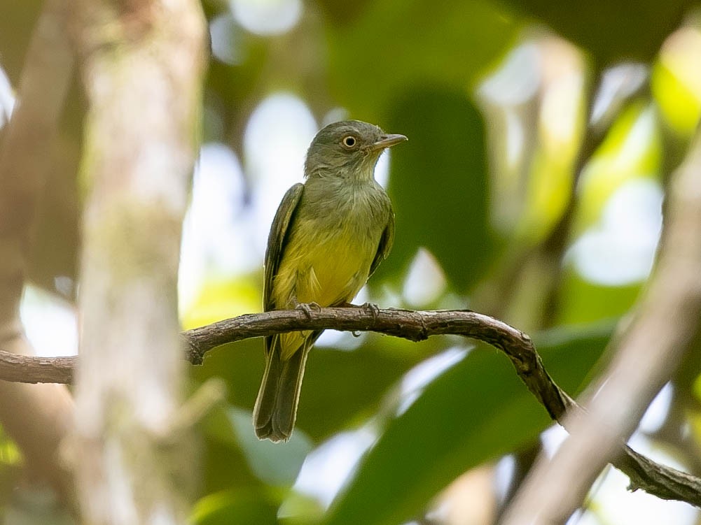 Saffron-crested Tyrant-Manakin - ML622420300