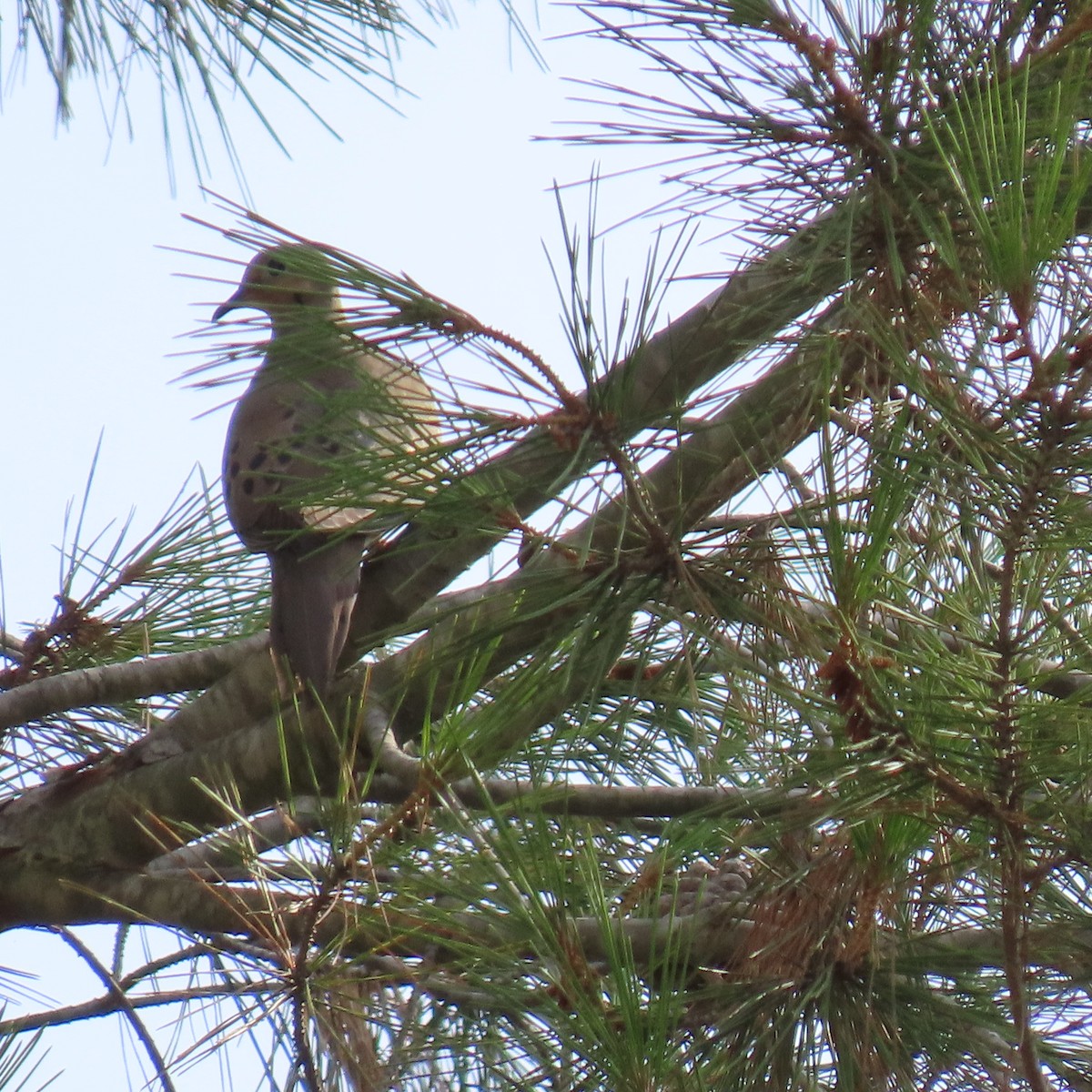 Mourning Dove - ML622420323