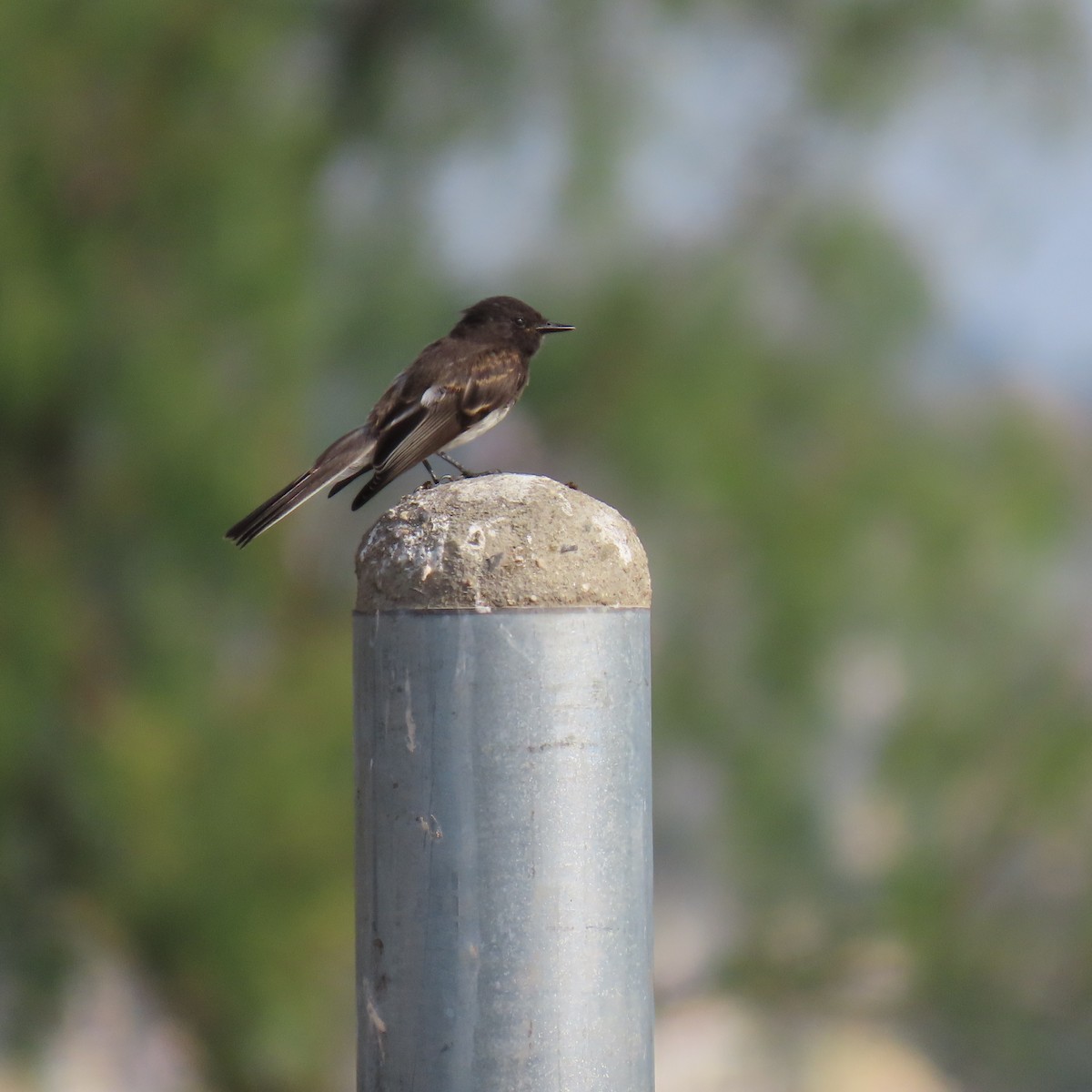 Black Phoebe - ML622420348