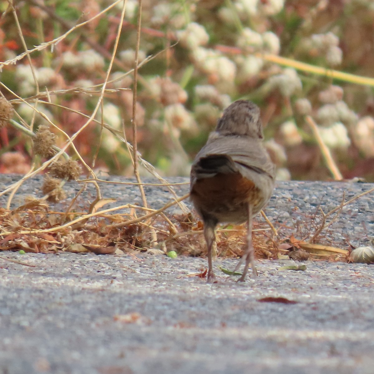 California Towhee - ML622420416