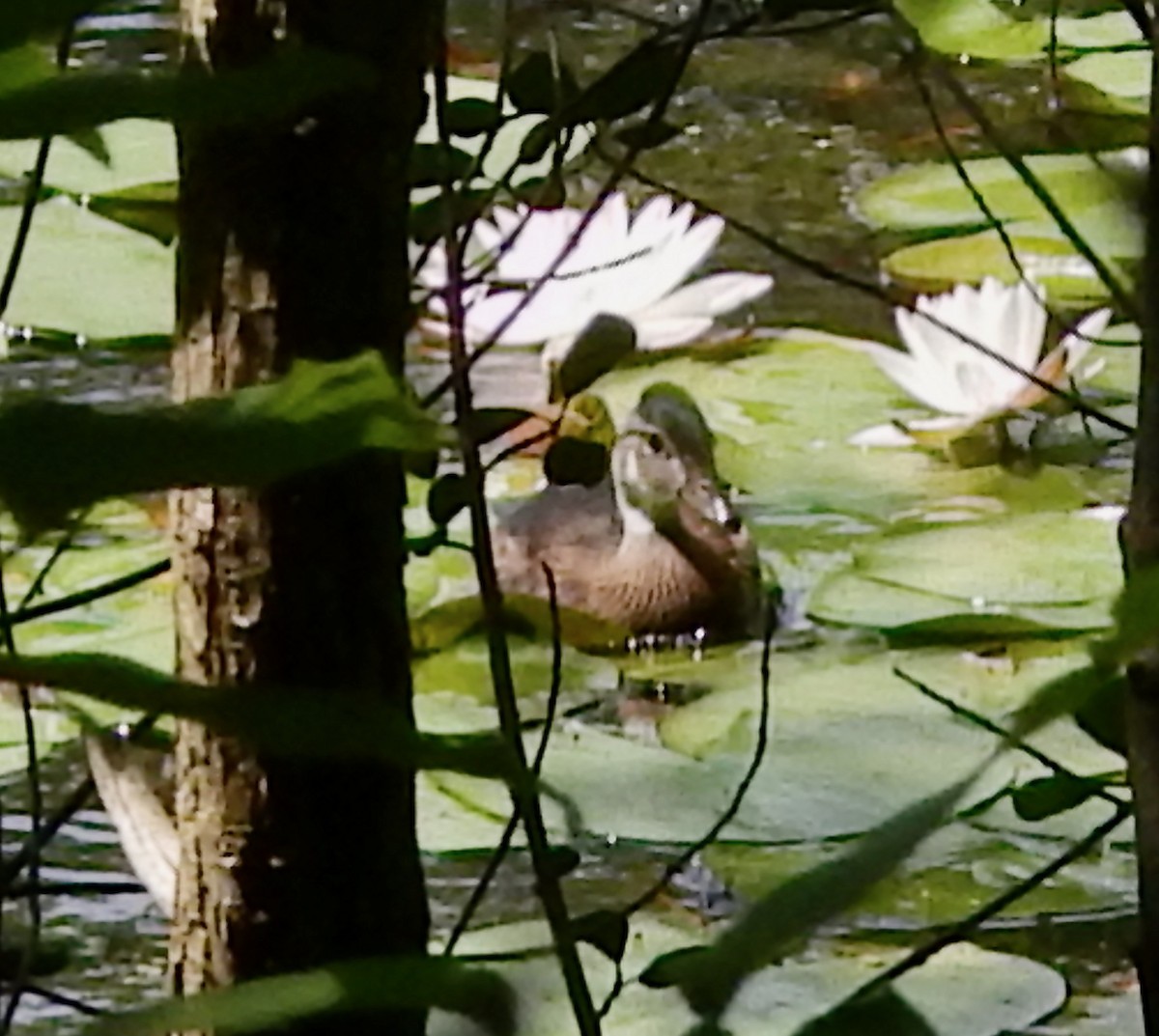 Wood Duck - ML622420421