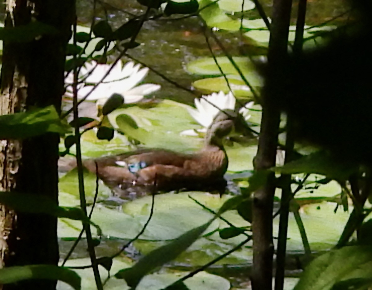 Wood Duck - ML622420427