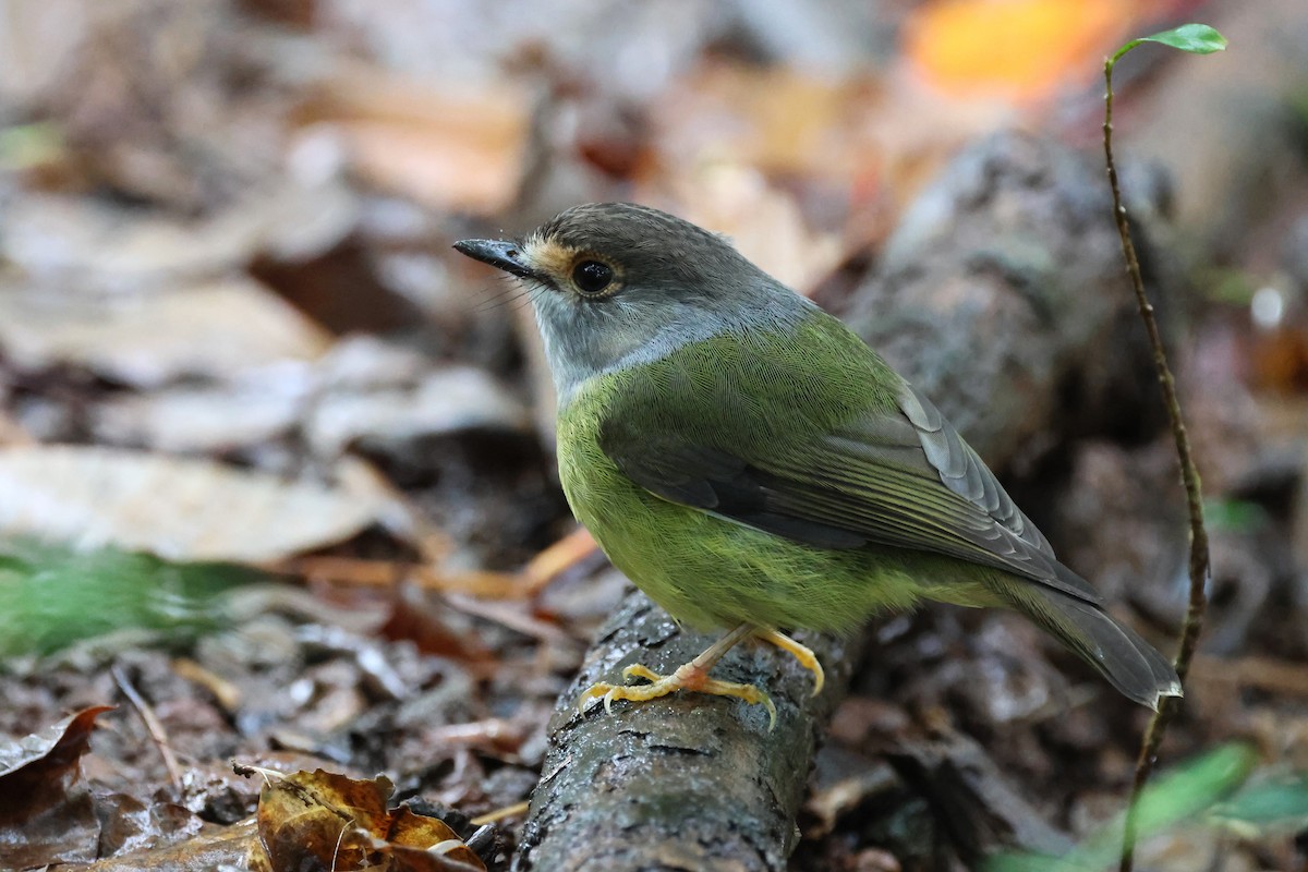 Pale-yellow Robin - ML622420464