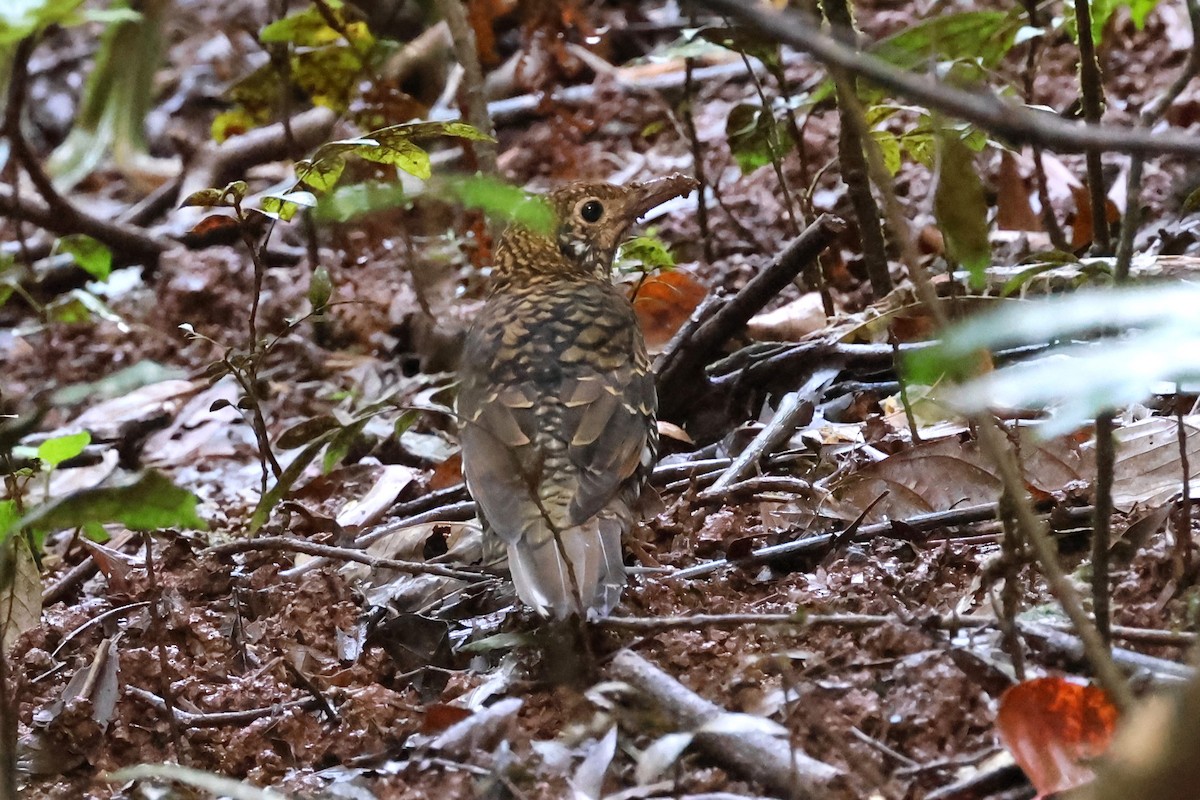 Bassian Thrush - ML622420500