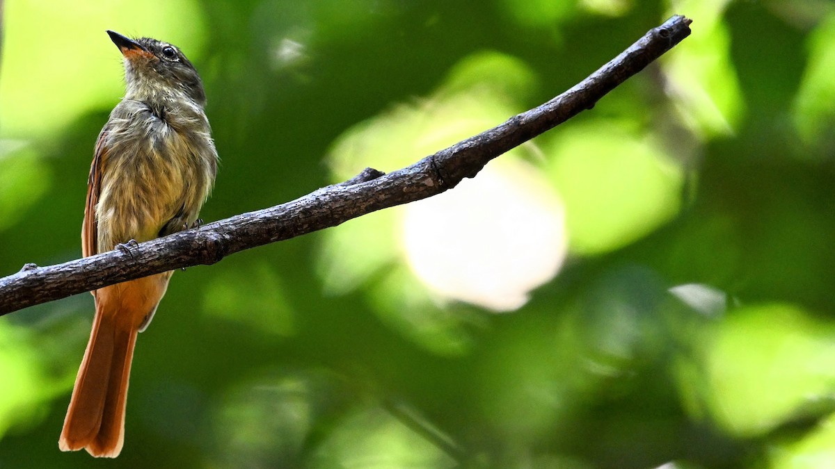 Rufous-tailed Flatbill - ML622420550