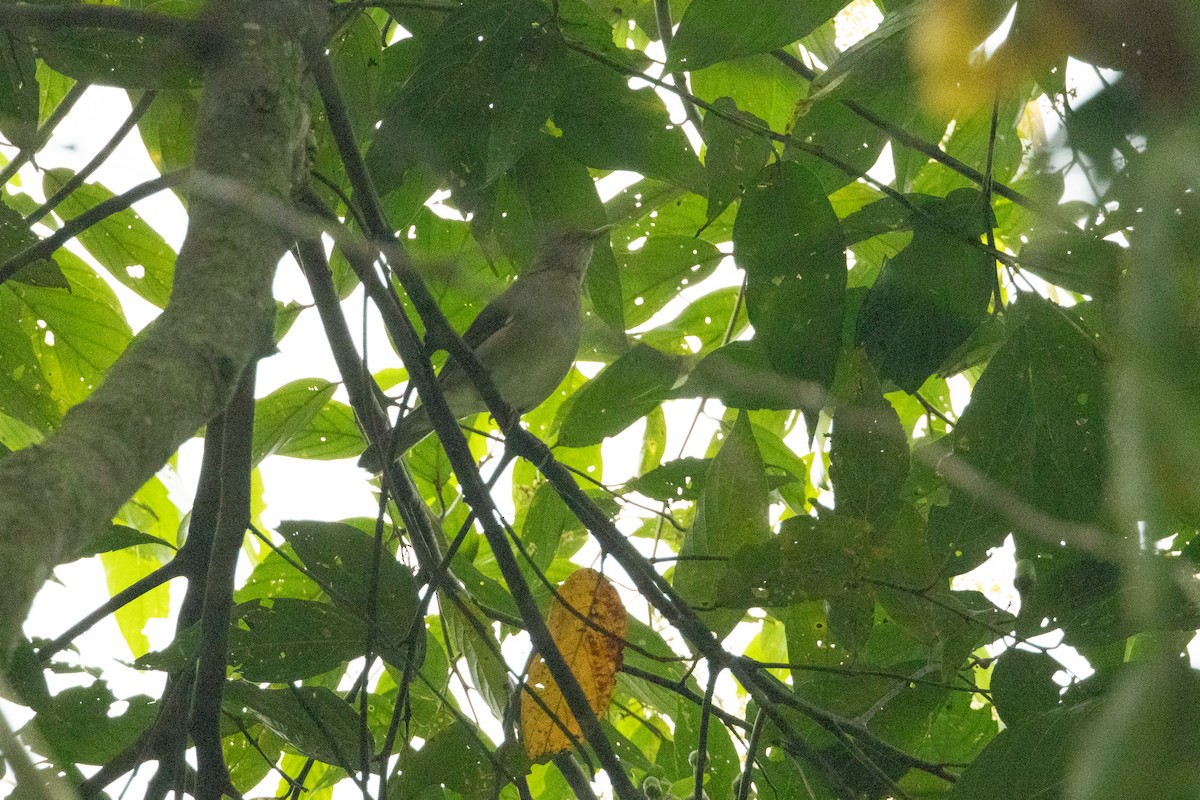 Ecuadorian Thrush - ML622420559